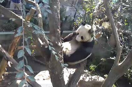 El oso panda en plena siesta