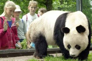 Cómo hizo China para salvar al panda gigante, su tesoro nacional