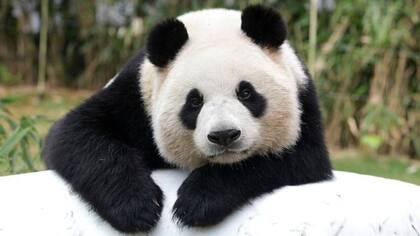 El panda gigante es un ícono global de la conservación animal