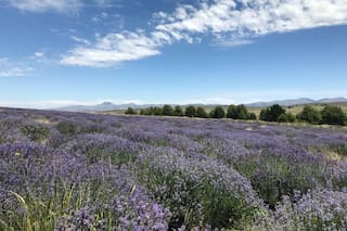 El imponente campo de lavandas que se puede visitar en la provincia de Buenos Aires