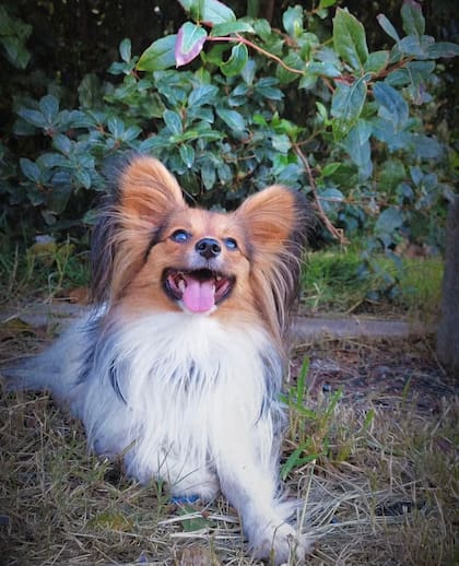 El Papillón es un perro pequeño pero cuidador