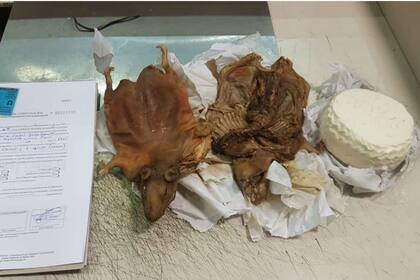 El par de cuises y la torta decomisados de una viajera peruana