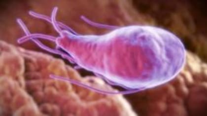 El parásito de la giardia se encuentra en el agua contaminada, y puede causar diarrea crónica.