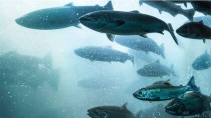 El parásito vive en un ambiente anaeróbico dentro del salmón