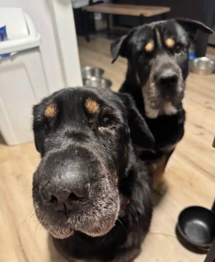 El parecido de ambos perros era innegable (Foto: The Dodo)