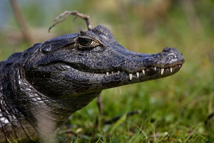 Un yacaré negro. El parque alberga 4000 especies de fauna y flora local