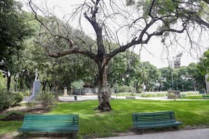 Cierran un importante espacio verde para retirar árboles con daños irreversibles