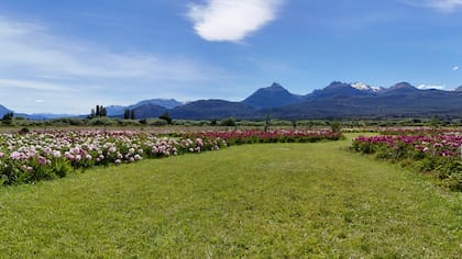 El parque cordillerano de peonias tiene por fondo el glaciar cónico