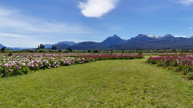 Trevelin amplía su temporada turística con peonías, lavandas y azafrán frente a la cordillera