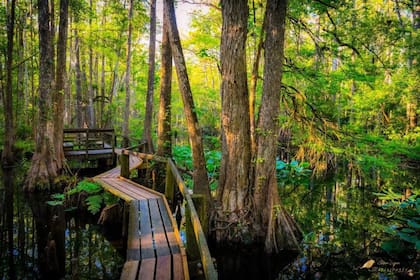 El Parque Estatal Highlands Hammock es una de las principales atracciones de Sebring