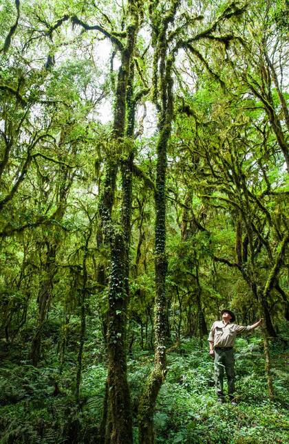 La vegetación del parque es desmedida e impactante.