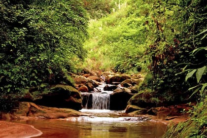 El Parque Nacional Calilegua