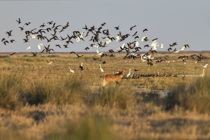 El Parque Nacional Ansenuza alberga el 66% de todas las especies de aves migratorias y playeras registradas en la Argentina