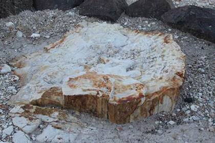 El Parque Nacional Bosques Petrificados de Jaramillo, en Santa cruz
