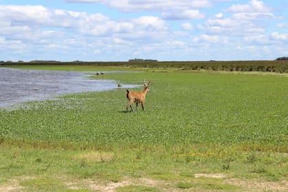 El Parque Nacional Ciervo de los Pantanos está en Campana