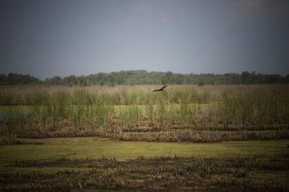 El Parque Nacional Ciervo de los Pantanos será también un refugio para 309 especies de aves