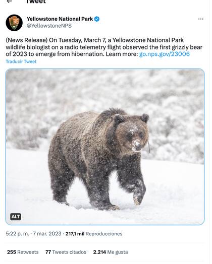 El Parque Nacional de Yellowstone dio a conocer el avistamiento