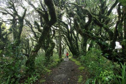 El Parque Nacional Egmont y su bosque de los Goblins, en Nueva Zelanda
