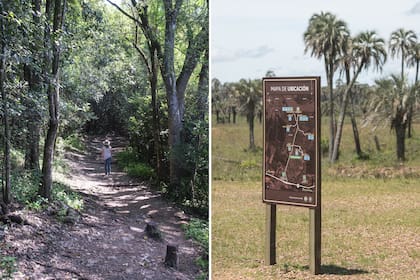 El Parque Nacional El Palmar cuenta con senderos educativos para conocer todos sus ambientes, incluso las selvas ribereñas del río Uruguay y los arroyos que allí desaguan. 