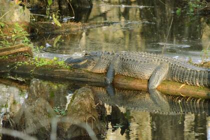 El Parque Nacional Everglades es hogar de varias especies de flora y de animales salvajes, como los caimanes
