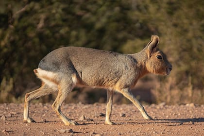 El Parque Nacional Sierra de las Quijadas cuenta con 748 especies registradas, de las que 29 están amenazadas, 24 son exóticas y 724, nativas