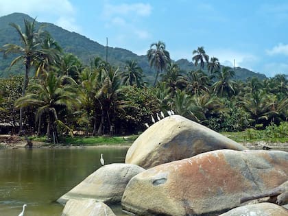 El Parque Nacional Tayrona, en Colombia, alberga casi 300 aves.