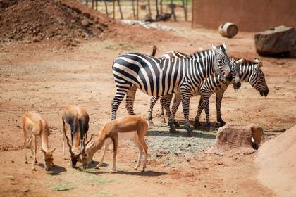 El parque presenta un área de conservación para diversas especies en Ensenada