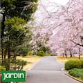 El jardín imperial de Tokio que sobrevivió a la guerra y hoy es uno de los lugares más fotografiados de Japón