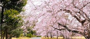El jardín imperial de Tokio que sobrevivió a la guerra y hoy es uno de los lugares más fotografiados de Japón