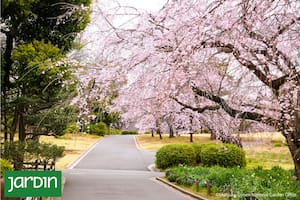 El jardín imperial de Tokio que sobrevivió a la guerra y hoy es uno de los lugares más fotografiados de Japón