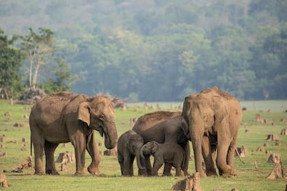El pasado 21 de abril se estrenó "Secretos de los elefantes", un documental de National Geographic del que participa Paula Kahumbu