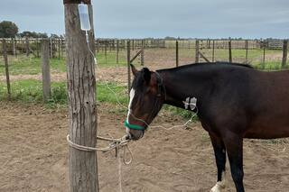 Confirman el primer muerto por encefalitis equina en la Patagonia: cómo sigue el brote