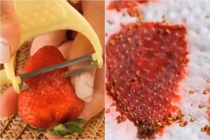 El paso a paso de cómo cultivar frutillas