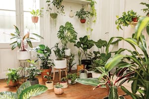 Cuatro trucos infalibles al momento de decorar tu hogar con plantas de interior
