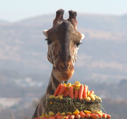 El pastel preferido de Benito con el que fue recibido en el santuario