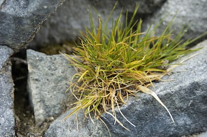 El pasto antártico es una herbácea perenne que crece entre las rocas y tiene sus propias estrategias para asegurar su supervivencia