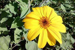 Alerta por una maleza que llegó a la ciudad: dónde está y qué recomiendan hacer