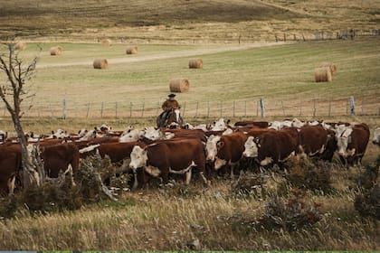 El pasto predominante en la isla es el Coirón (Festuca Gracillima), que representa más de la mitad de la oferta forrajera