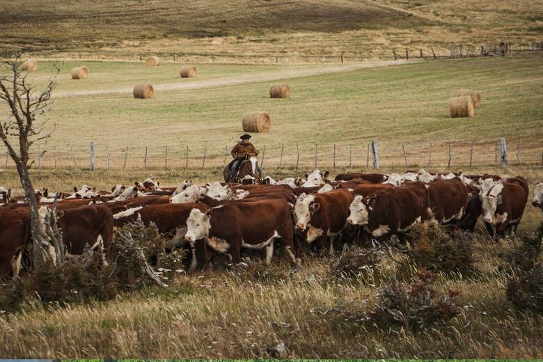 Tierra del Fuego mostró su potencial ganadero: diez estancias exhibieron lo mejor de la raza Hereford