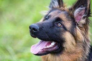 El pastón alemán es una raza muy energética y cambian constantemente de pelaje (Imagen referencial/Crédito: Happets)