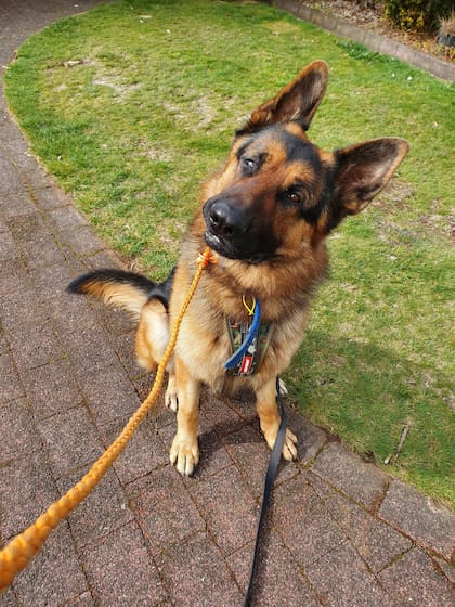 El pastor alemán es una raza confiada, valiente e inteligente