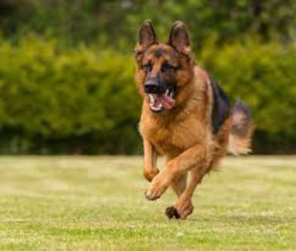 El Pastor Alemán es uno de los más populares. Es inteligente y cuenta con habilidades de trabajo