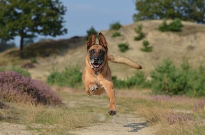 El Pastor Belga Malinois se posicionó sobre los otros animales (Foto: Pixabay)