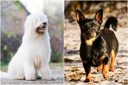El pastor caucásico es el perro con menor esperanza de vida, mientras que el Lancashire heeler es el más longevo, según el estudio