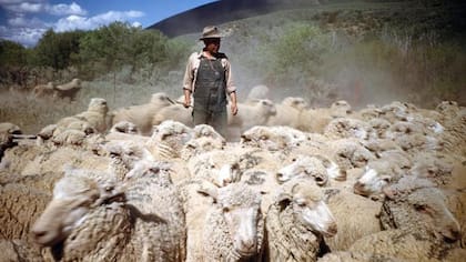 El pastoreo era un oficio que podían hacer a pesar de no hablar bien inglés