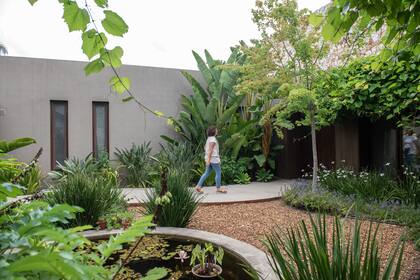 El patio central se inspiró en Burle Marx, con texturas y patrones contrastantes. Pueden observarse olas de Dietes grandiflora y Plectranthus neochilus. 