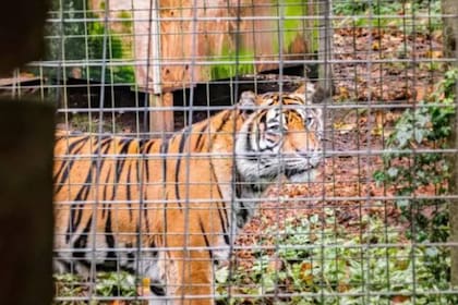 El patio trasero de la cabaña linda con una reserva natural, Thrigby Hall WIldlife Gardens, donde vive una pareja de tigres de Sumatra, Kubu y Dua