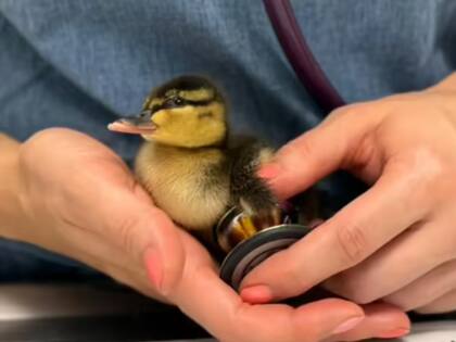 El patito rescatado podrá llevar una vida normal tras su recuperación