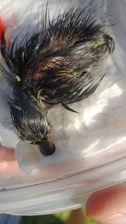 El patito todavía estaba en el huevo cuando fue encontrado.