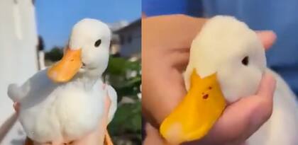 El pato que se volvió viral por convivir con un perro